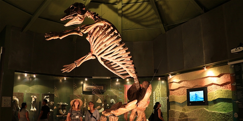 Museo de Paleontología Eliseo Palacios Aguilera